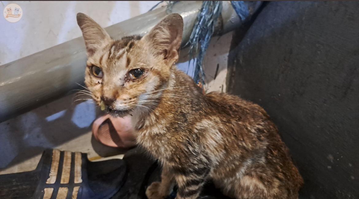 KochengFess v2 tweet media