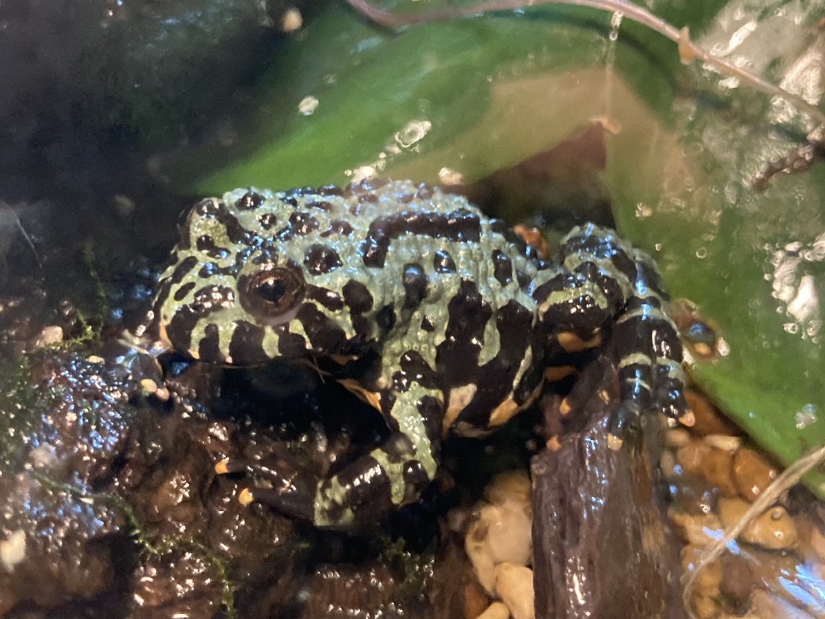 For a ribbiting good time this Halloween, visit our Creepy cave and meet our new residents 🐸 They’ll be hopping mad if you don’t! 😉
Pleasurewood Chills Oct 25th – Nov 2nd 2025
pleasurewoodhills.com #thefunstartshere