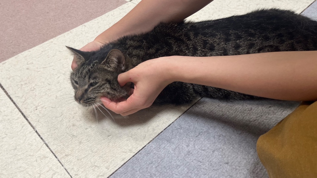 ﾆｭｯ 捕まえた(実は撫でてるだけ)