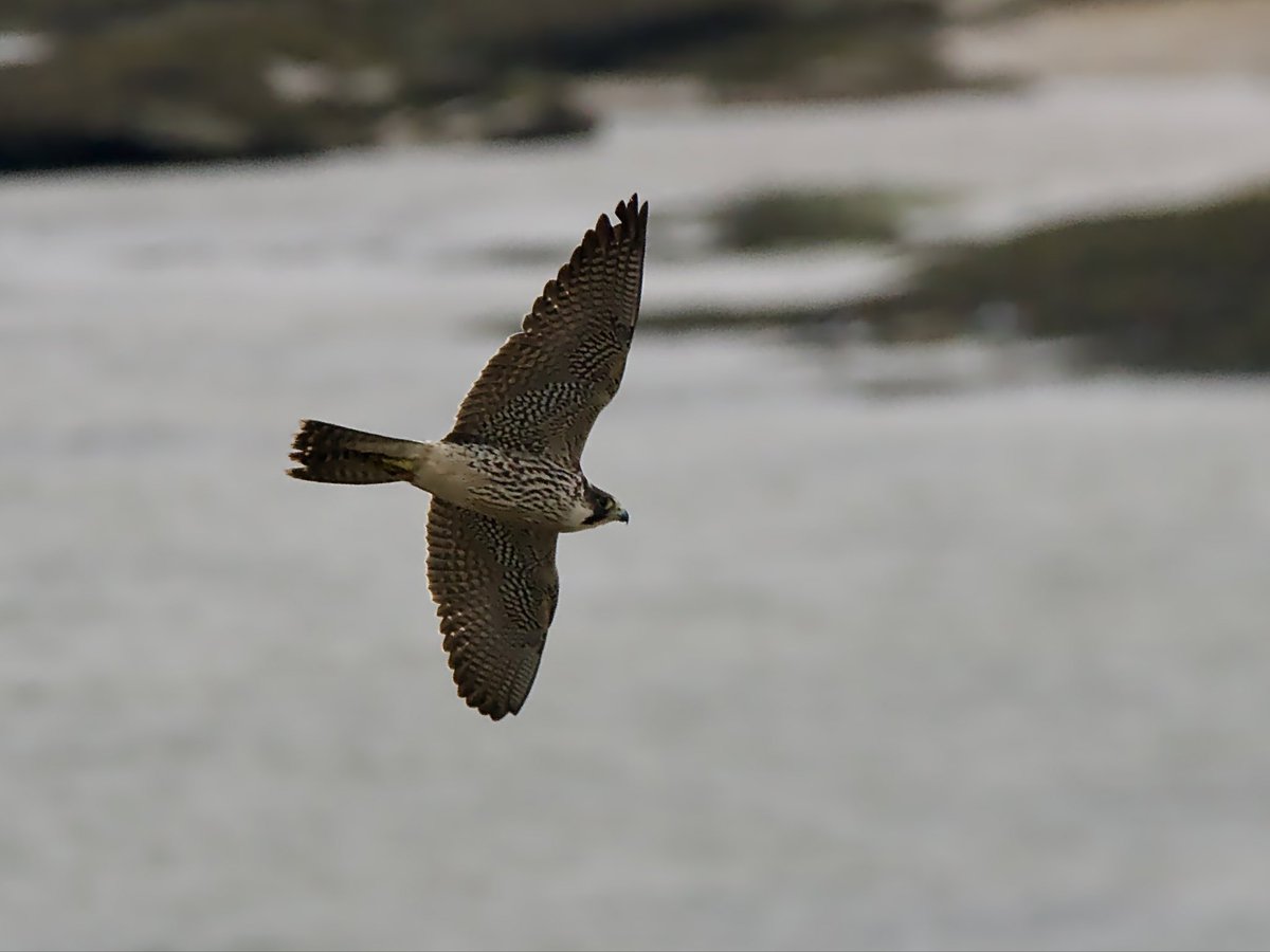 SteveOnHilbre's tweet image. This big juvenile female #Peregrine put everything up this morning @hilbrebirdobs