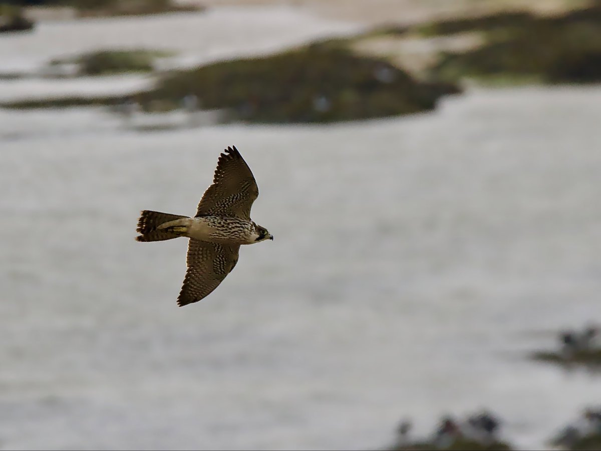 SteveOnHilbre's tweet image. This big juvenile female #Peregrine put everything up this morning @hilbrebirdobs