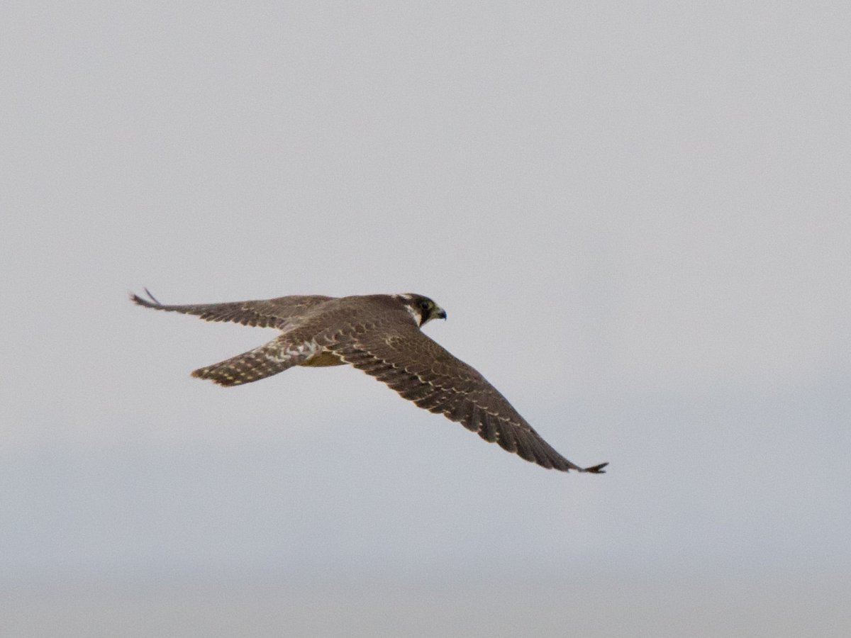 SteveOnHilbre's tweet image. This big juvenile female #Peregrine put everything up this morning @hilbrebirdobs