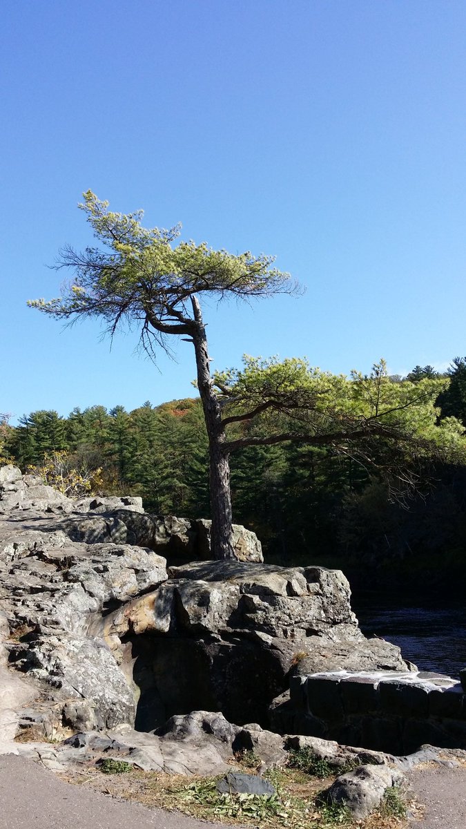 Rubybeets's tweet image. Ever wonder how it ever grew there? It took the challenge.
This tree had spunk