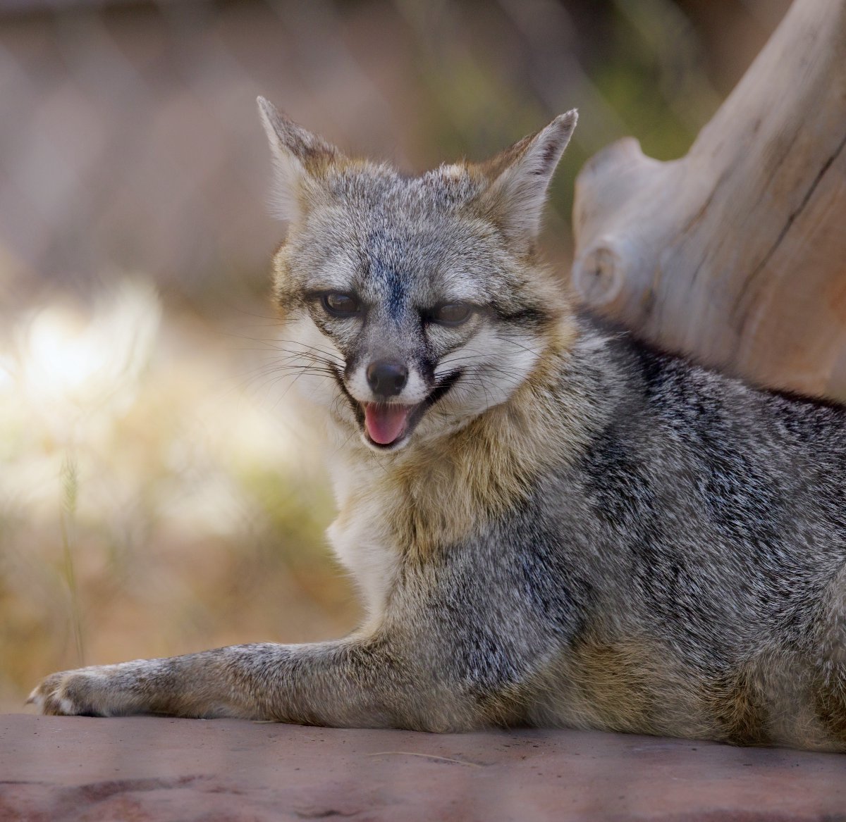 Utah's Hogle Zoo tweet media