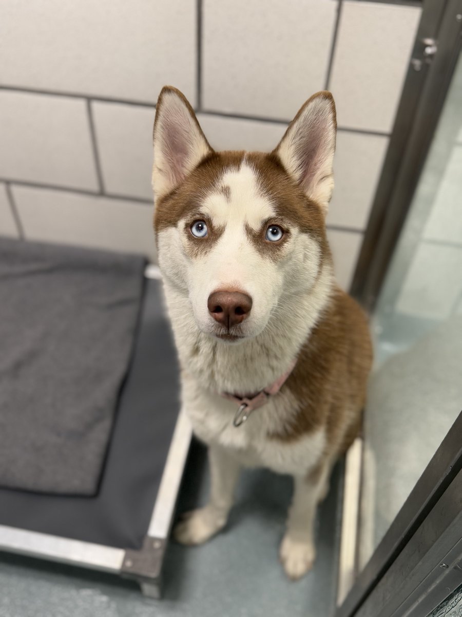 Weekend forecast: 100% chance of cuddles with Irina.