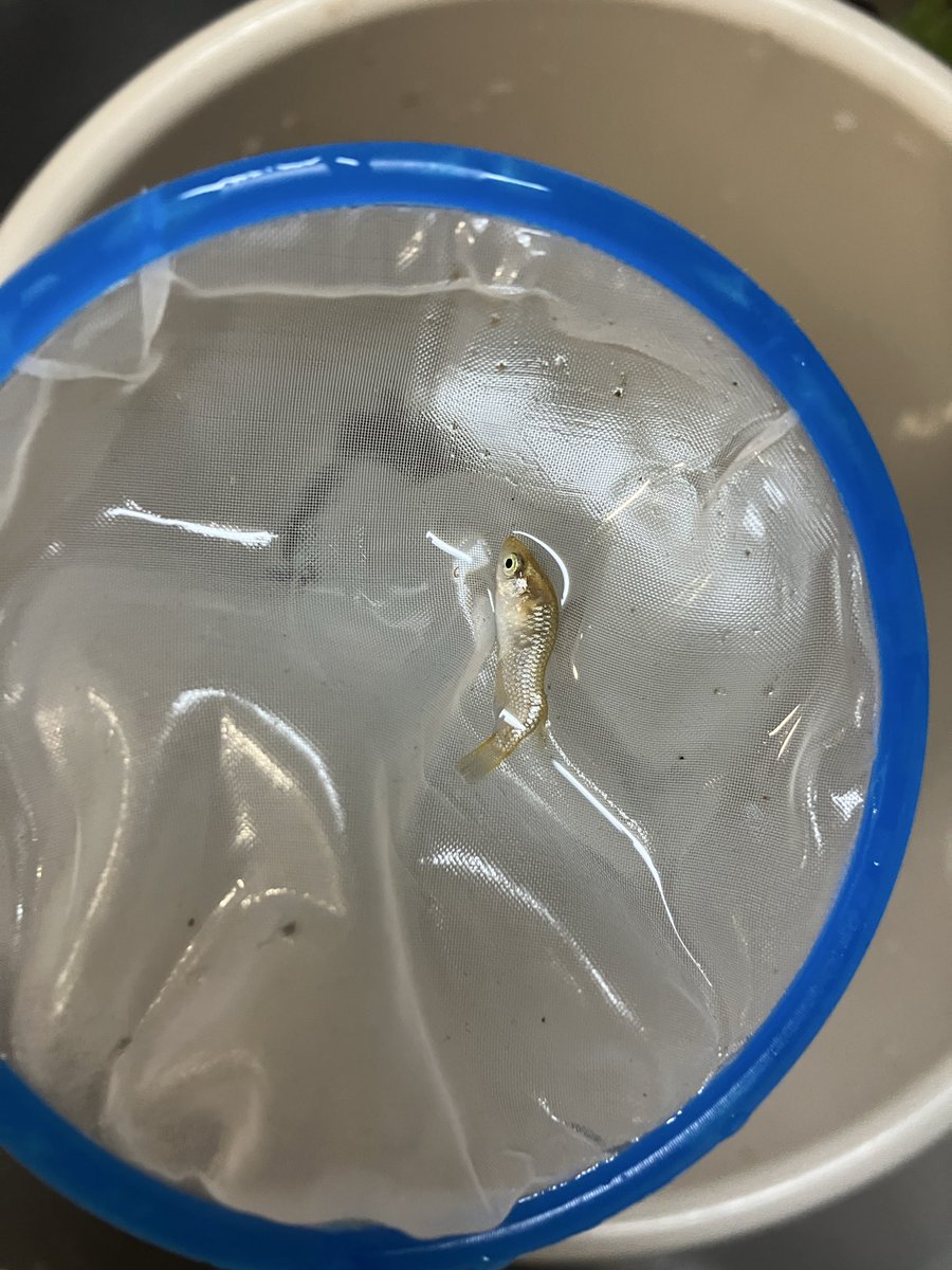 野生の改良メダカ…いっぱい発見！奇形の子も出た