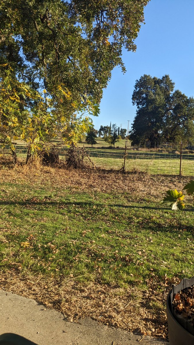 The view from my BBQ in lake county