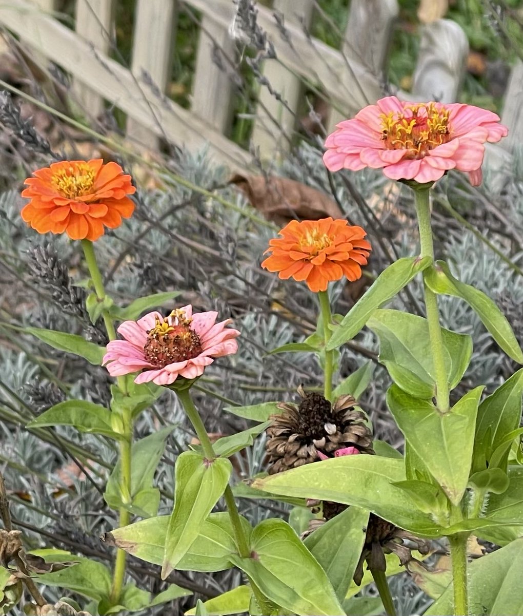 Zinnien blühen noch tapfer, aber für morgen ist Frost angesagt. 

#Garten  #garden  #gardenig