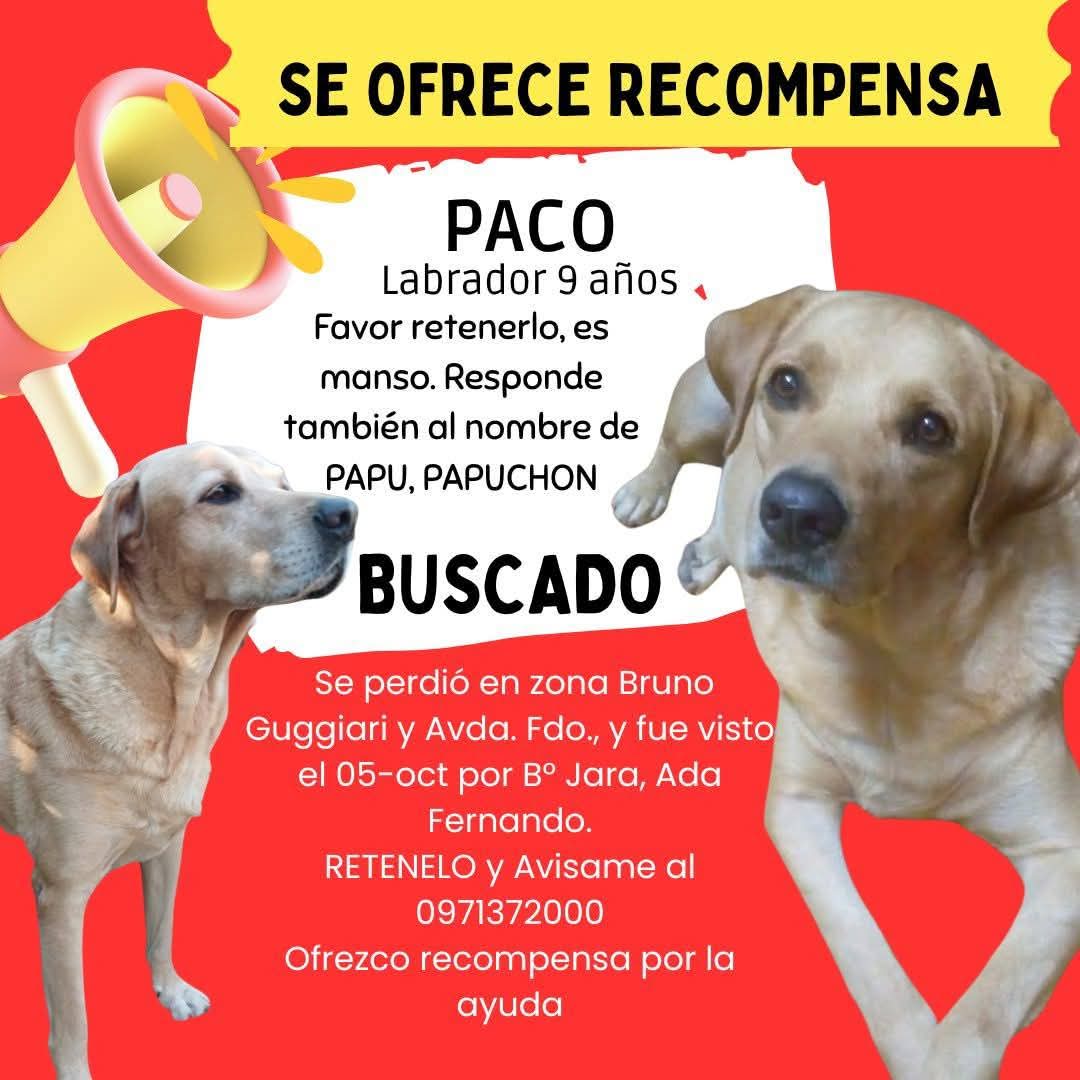 Existe algún grupo de WhatsApp de dueños de labradores!? 
Manden a full el anuncio de Paco... No paramos hasta encontrarle a Pacooooooo!!!!! <a href="/Migrava09/">MirianVa</a>
