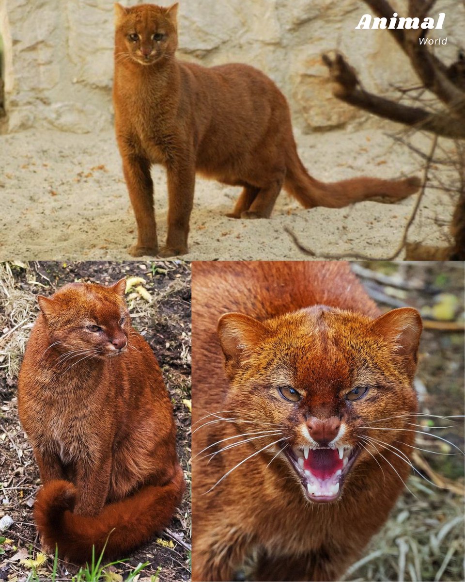 Wulfie  Viking Cat (@vonebowly) on Twitter photo 