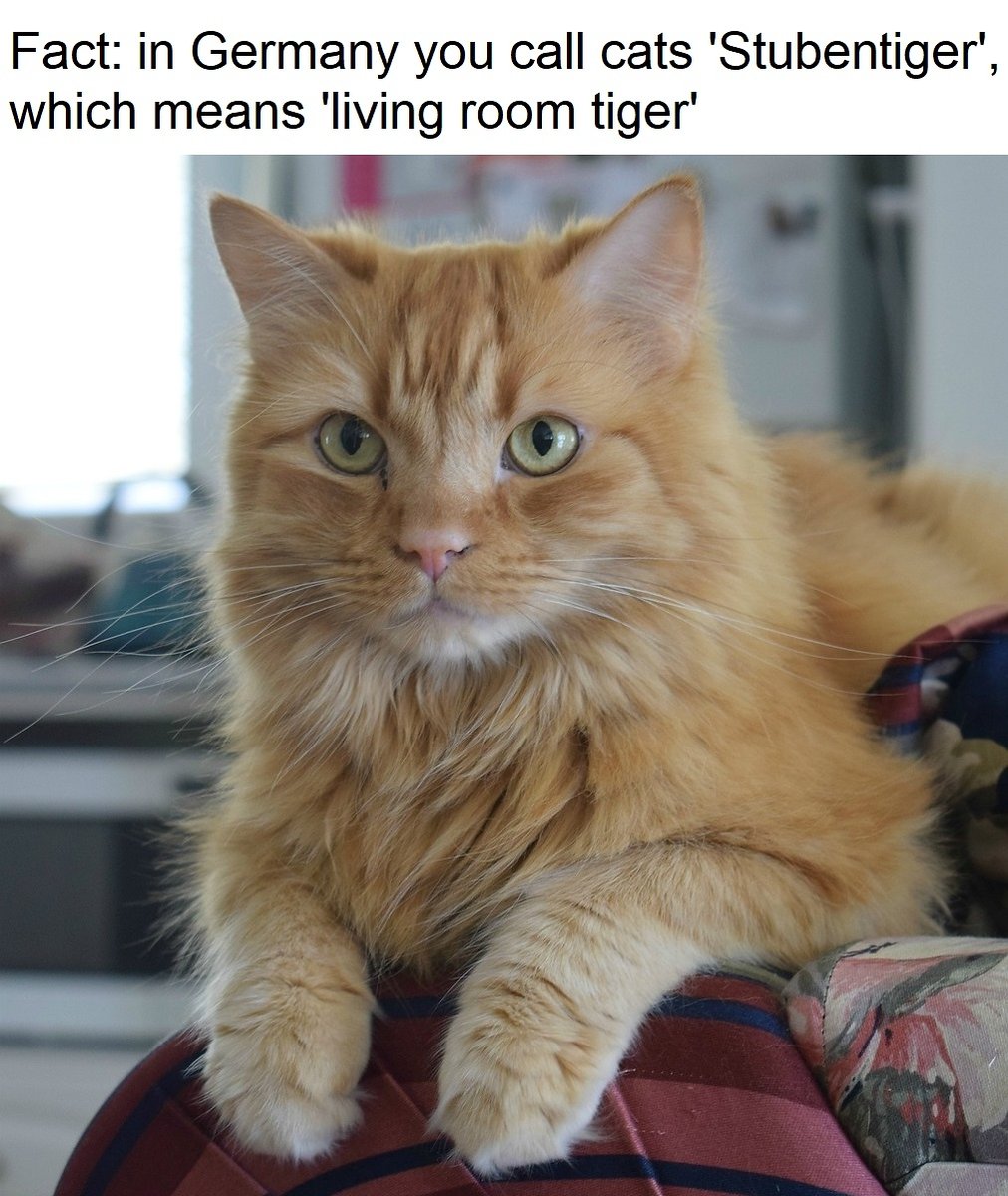 Wulfie  Viking Cat (@vonebowly) on Twitter photo 