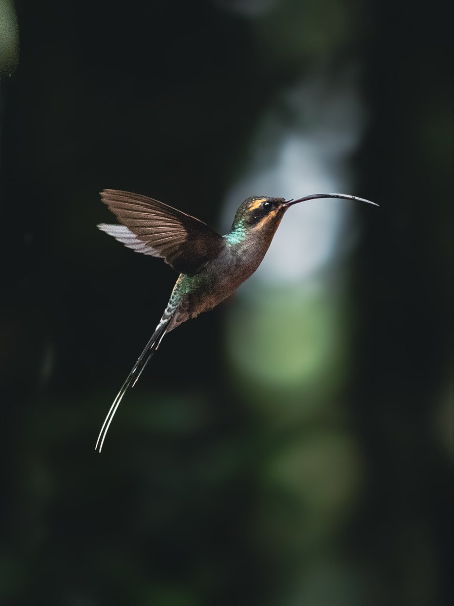 Colibrís a Costa Rica 🇨🇷: diminuts, rapidíssims i quasi impossibles de “congelar” 📸

Territorials, elegants i amb colors que ballen amb el sol ✨💚

Enamorat, crec que és la definició.

<a href="/OMSYSTEMcameras/">OM SYSTEM Cameras</a> #zuiko40150pro