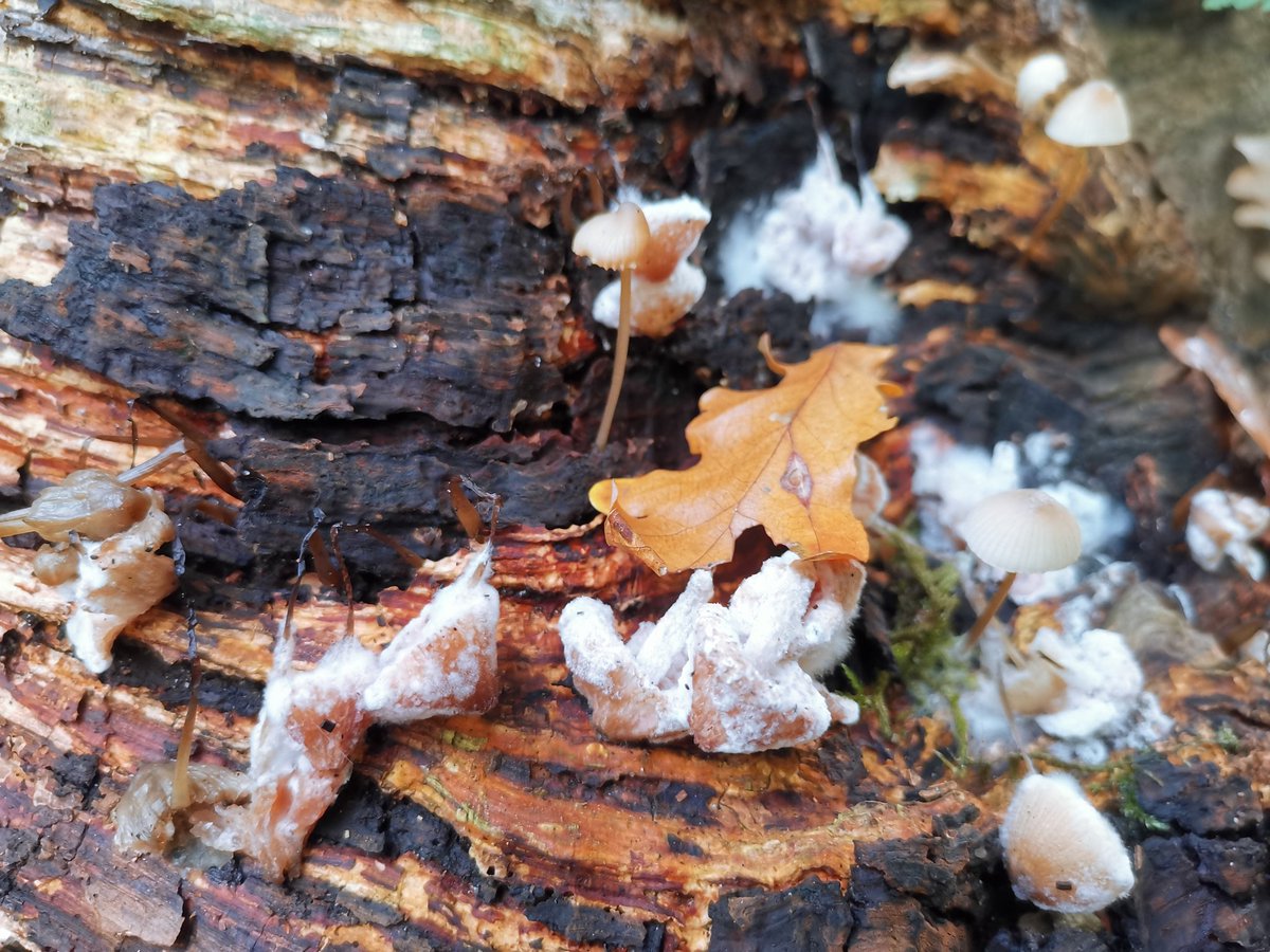 vrijezangvogel's tweet photo. #miniatuurwereld #mossen #paddenstoelen #kabouters in parkbos in Santpoort. @jolandabrwr @MiekePoiesz #fot_O_ktober. Niet allemaal scherp, m'n lijf wil nog niet en nog herstellende, zat trillend op de hurken.. Fijne avond. https://t.co/5Sz7kaY3fR