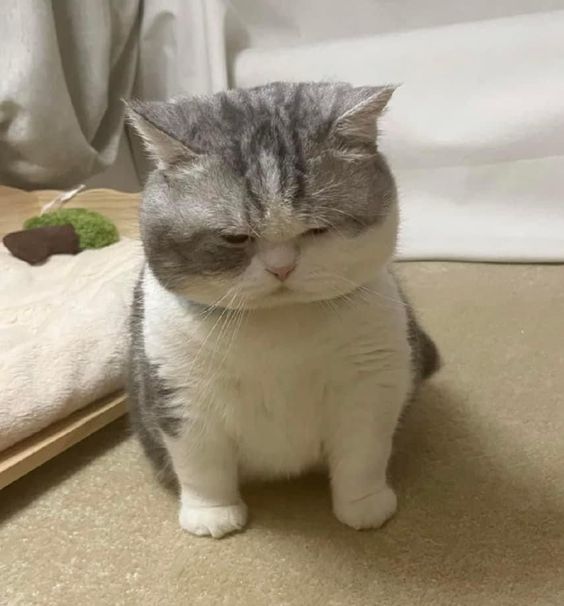 small kittens are cute tweet media