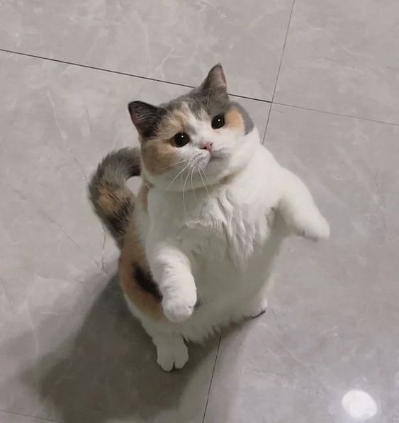 smallcutekitten's tweet photo. https://t.co/JuMvHnCPvX