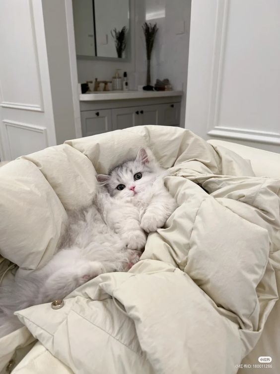 smallcutekitten's tweet image. 