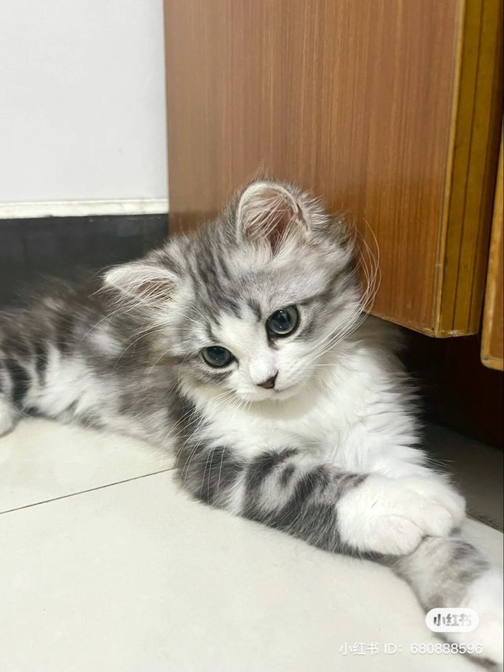 smallcutekitten's tweet image.