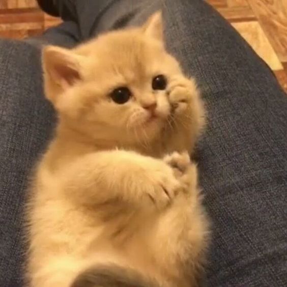 smallcutekitten's tweet image. 