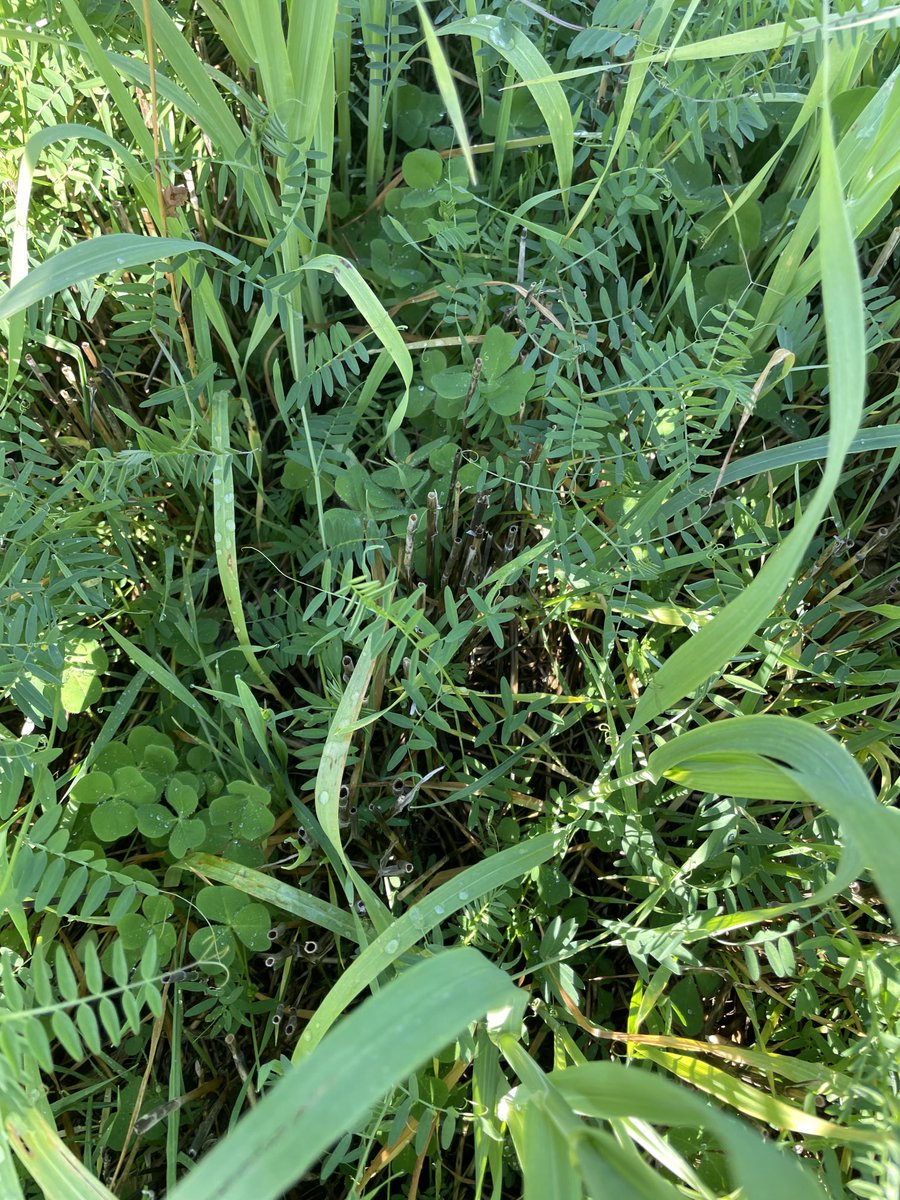 Peter Harvey tweet media