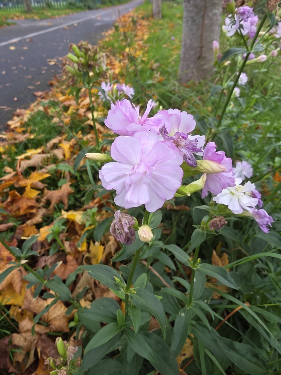 respecting nature tweet media