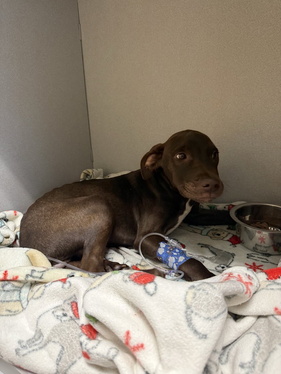 LolaPatolla's tweet image. Pals!!!
We have a $250 donor match for Hugo!!!
We also have 5 quilts left for sale!
Hugo is hospitalized while he fights some sort of infection.
We will post updates as we get them.
Thank you for helping Hugo 🥹♥️❤️‍🩹
rescuecoop.org/donate