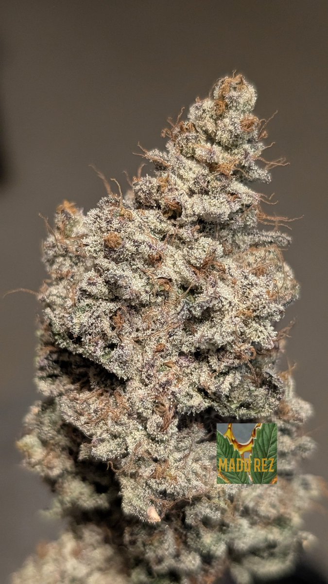 Nova 91 🔭💎
From <a href="/irvineseedco/">Irvine Seed Company</a> 🫘
Bred by <a href="/breeder_j/">Breeder J</a> 🌱