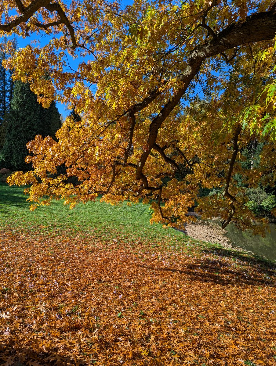 Dnes Průhonický park <a href="/IBOTCZ/">Botanický ústav AV ČR/Institute of Botany CAS</a> , krásný podzim