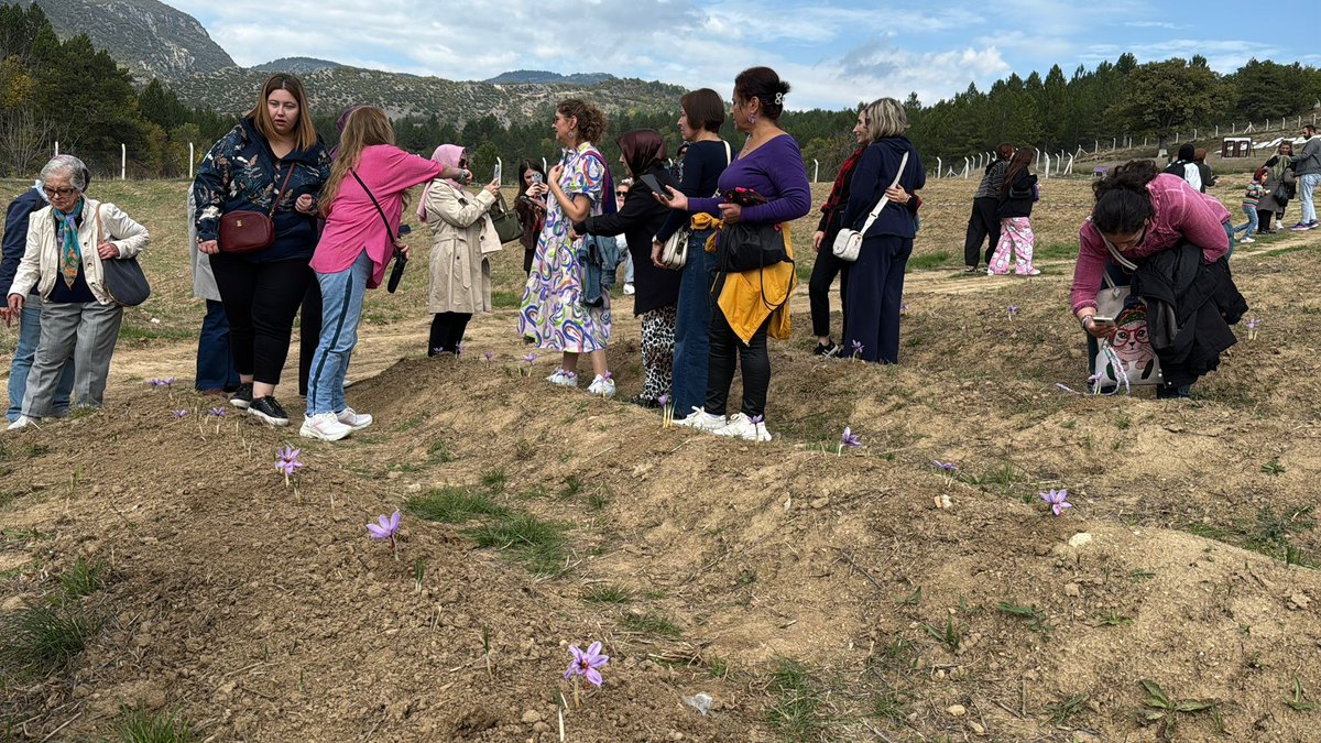 🌿 Safranova’da Hasat Günü! 💛

UNESCO Dünya Mirası ve Cittaslow üyesi Safranbolu’da düzenlenen 9. Safran Festivali kapsamında bugün Safranova Uygulama Alanı’nda gerçekleştirilen Safran Hasadı Etkinliği, üreticilerimizin, kadın girişimcilerimizin ve paydaş kurumlarımızın