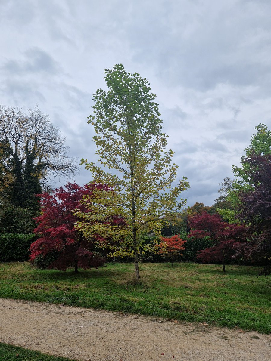 Vicky_Freeman's tweet image. Stourhead was looking very autumnal today.