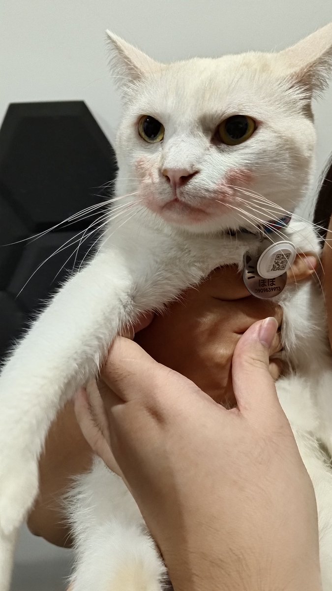 โจ๊กเหมียว