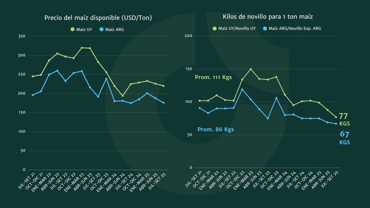 #Maíz En Uruguay y Argentina cada vez el grano está mas barato respecto al precio del novillo gordo. Menos kilos de producto para comprar una tonelada de maíz 🌽!