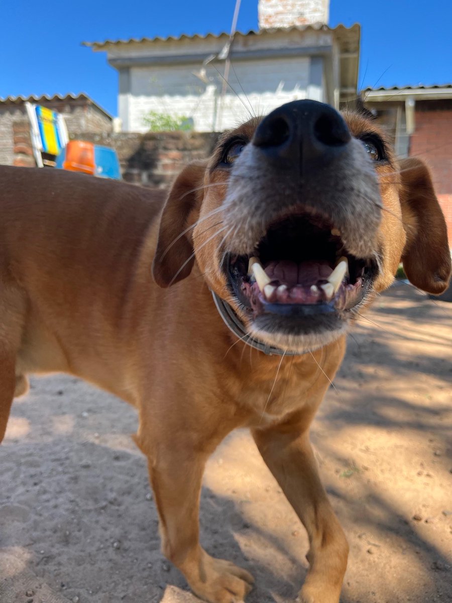 marivinc (@mariivinc) on Twitter photo Ajudei a resgatar perto de 300 animais durante as enchentes do RS, no abrigo q trabalhei ainda temos uns 5 animais pra adoção.
Um deles é um caramelo chamado Amendoim.
Daria meu reino pra <a href="/NetflixBrasil/">netflixbrasil</a> nos dar uma moral pra achar uma casa pra ele.
<a href="/Tatawerneck/">Tata werneck</a> Ajudei a resgatar perto de 300 animais durante as enchentes do RS, no abrigo q trabalhei ainda temos uns 5 animais pra adoção.
Um deles é um caramelo chamado Amendoim.
Daria meu reino pra <a href="/NetflixBrasil/">netflixbrasil</a> nos dar uma moral pra achar uma casa pra ele.
<a href="/Tatawerneck/">Tata werneck</a>