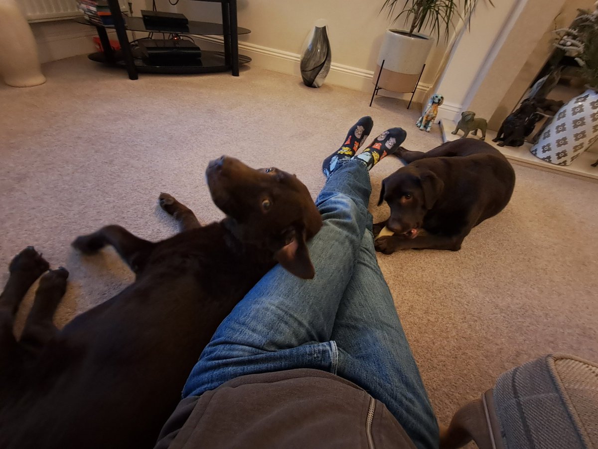Ted_Choc_Lab's tweet image. Waiting for strictly..........so we can all disappear for a walk..........