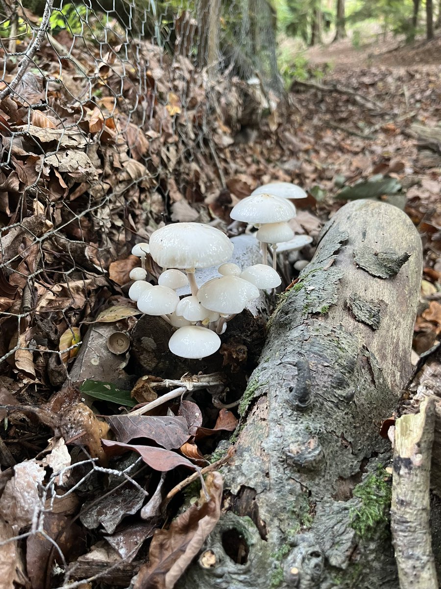 hanseymour's tweet photo. Autumnal fungi spotting #Autumn #fungi #nature #October https://t.co/ttsQisSFZV