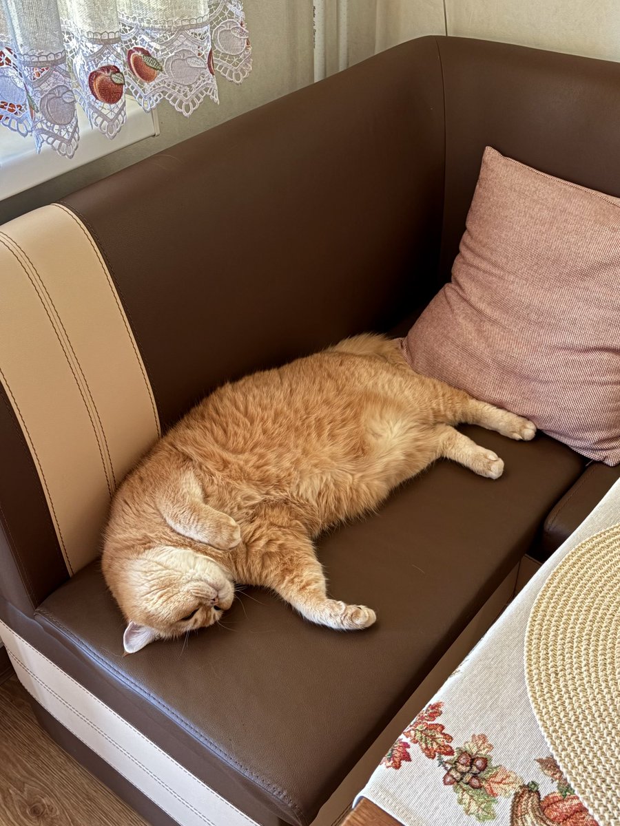 Булочка моя плюшевая, пирожочек шерстяной, сырничек мохнатый