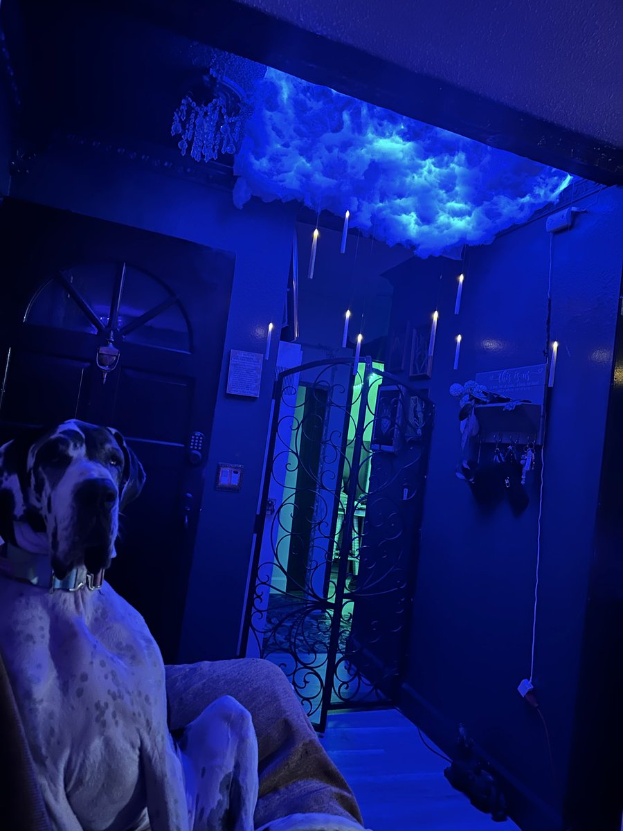 JenLovesPets's tweet photo. Our employee Halloween Party is one week away!

The pups are like "Dude, what is goin on?" https://t.co/gIGun6piCY