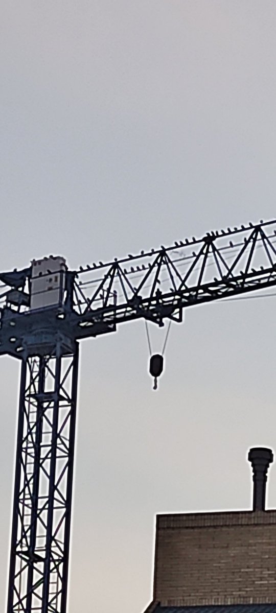 tsellald's tweet photo. A #Manresa els ocells estimen les grues https://t.co/z98czSrJ3W