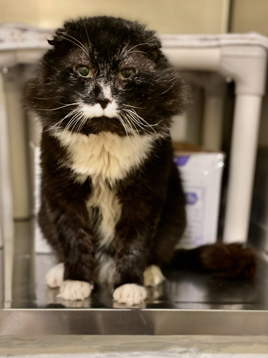Just ⭐️3⭐️days left to VOTE in the Leaf No Pet Behind Contest! If you support our work &amp; if you love #Savior, please a sec to click the vote button!
theanimalrescuesite.com/pages/shelter/…
 It's that simple, yet could mean the world to our #cats &amp; #kittens if we win! Thank you!💚💛💙💛💚