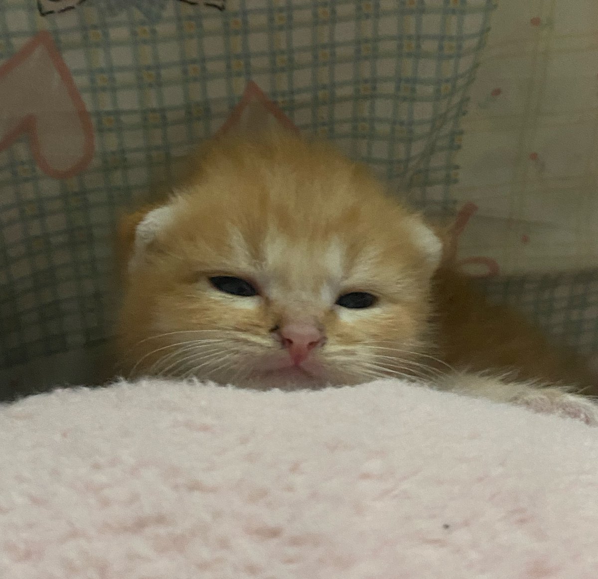 จ๋อง