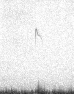 alpine_swift_'s tweet image. Really pleased to find a Red-throated Pipit on North Ronaldsay today. 

Other highlights today being Turtle Dove, Lapland Bunting and Yellow-browed Warbler.

Nice to see that the Easterlies are producing birds.