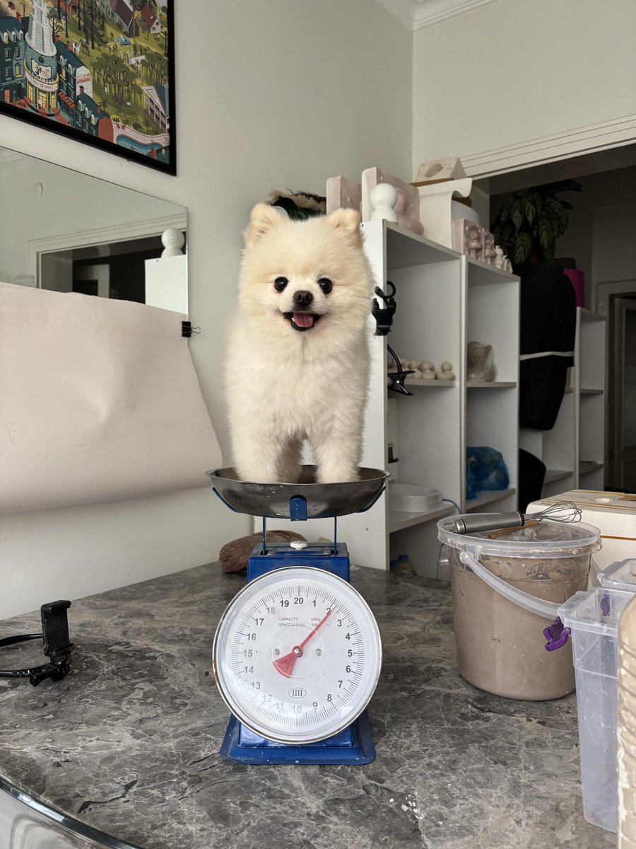 Pompom tweet media