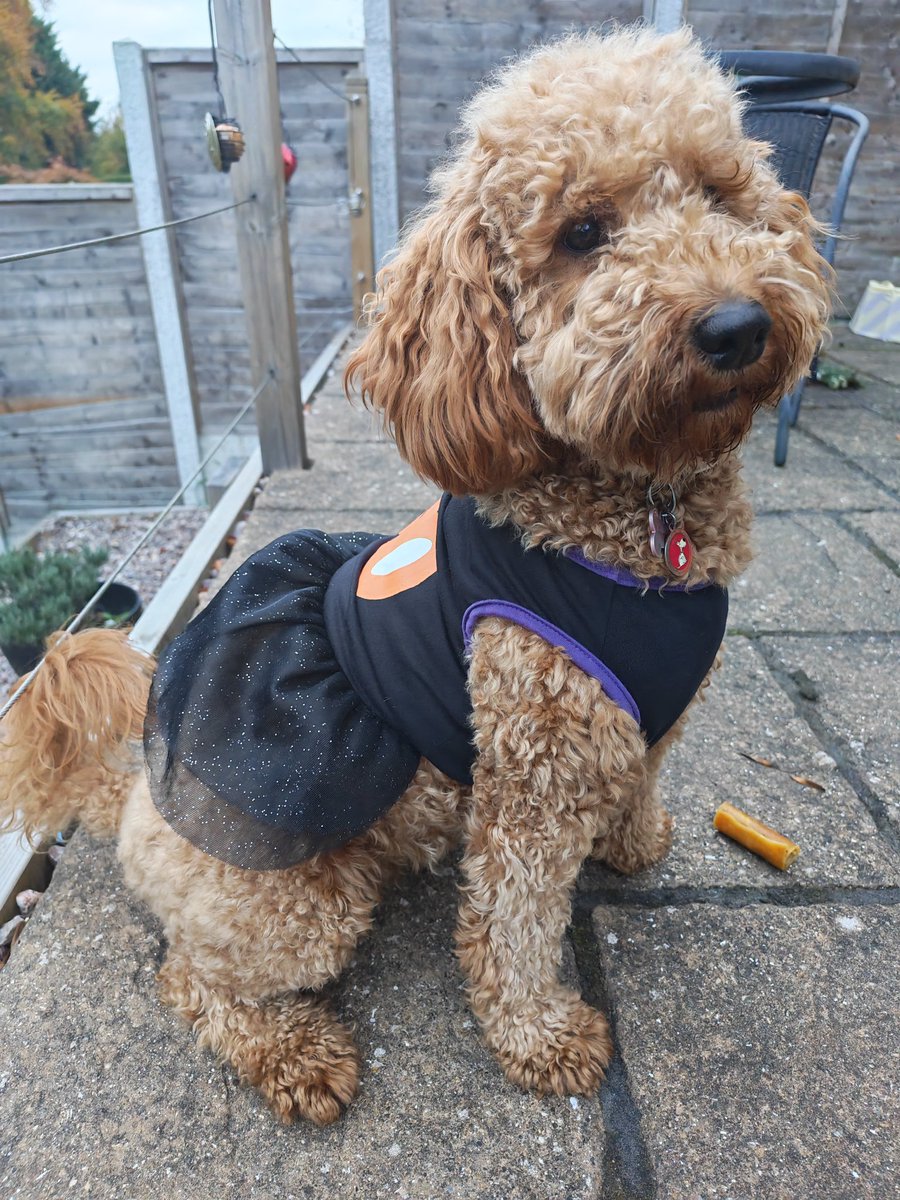 ToffeeTherapyDoginTraining tweet media