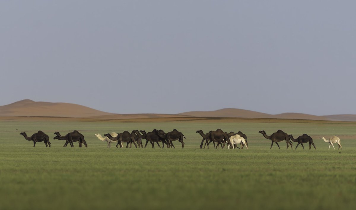 لوحة من ربيع صحراء المهمل في #بيشة 🇸🇦
📸 عدسة | <a href="/sayafdashen/">سيّاف دَشِن | Sayaf Dashen</a> 
#SaudiArabia