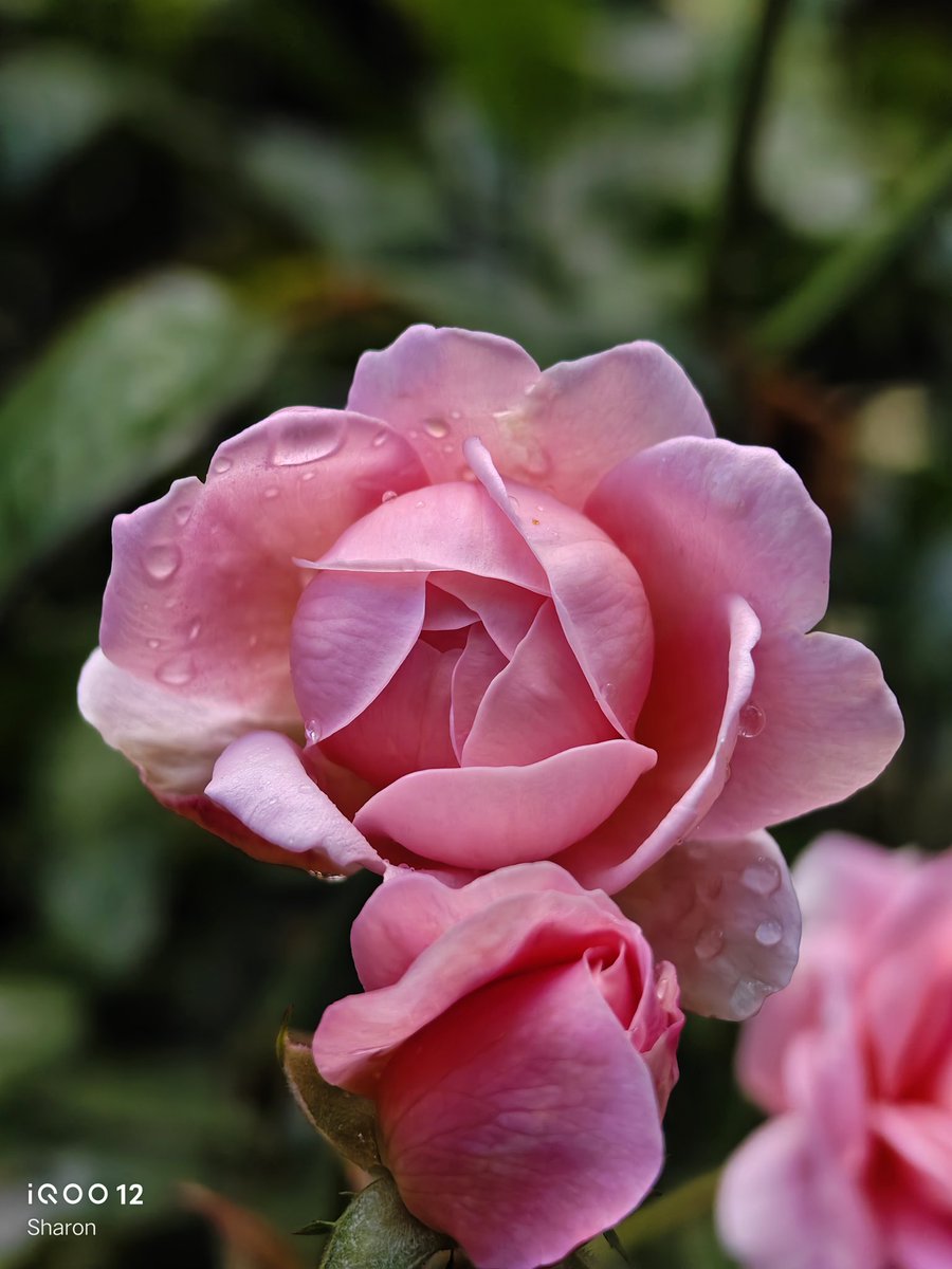 _CodeWizard's tweet image. Let's see those beautiful flowers 🌹
#ShotOniQOO12