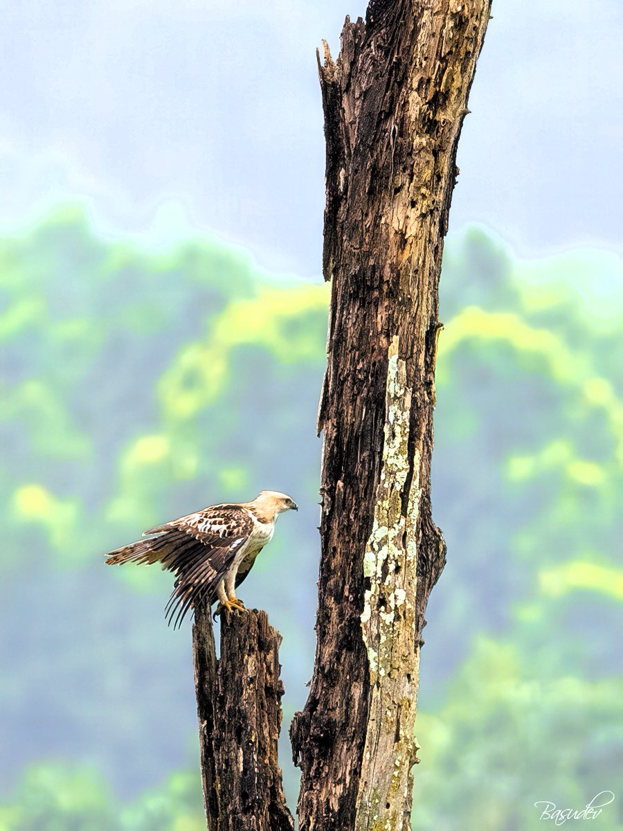 Changable hawk eagle @ Dhikala
#IndiAves #BBCWildlifePOTD #ThePhotoHour #natgeoindia #wildlifephotography #SonyAlpha #BirdsSeenIn2025