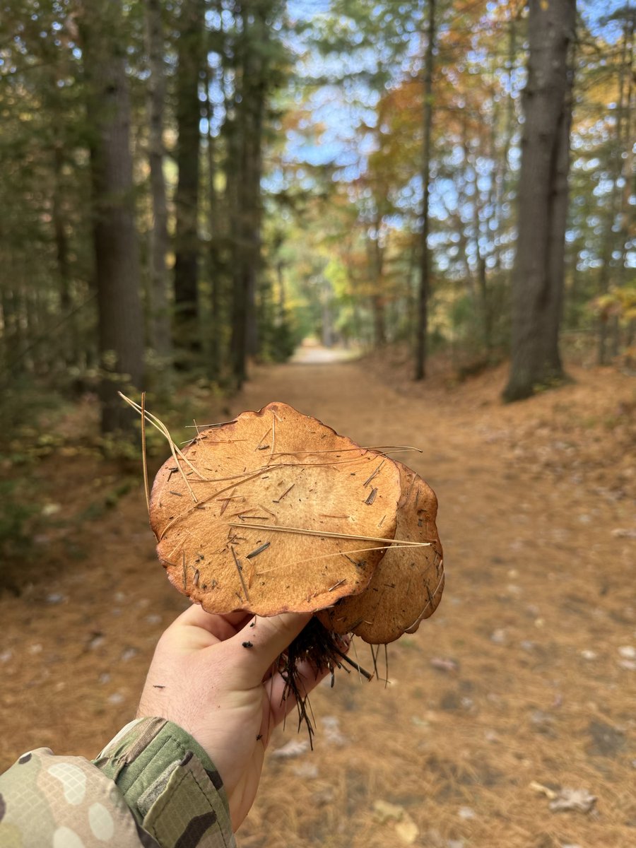SJP2_'s tweet photo. Saturday morning walk and mushroom picking. https://t.co/QeTpZmOnq2