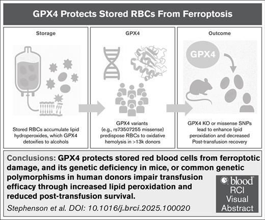 Blood Journal (@bloodjournal) on Twitter photo GPX4 regulates lipid hydroperoxide levels, protecting stored human and mouse RBCs from ferroptosis. Read in Blood RCI: ow.ly/O31Y50XbQ8o GPX4 regulates lipid hydroperoxide levels, protecting stored human and mouse RBCs from ferroptosis. Read in Blood RCI: ow.ly/O31Y50XbQ8o