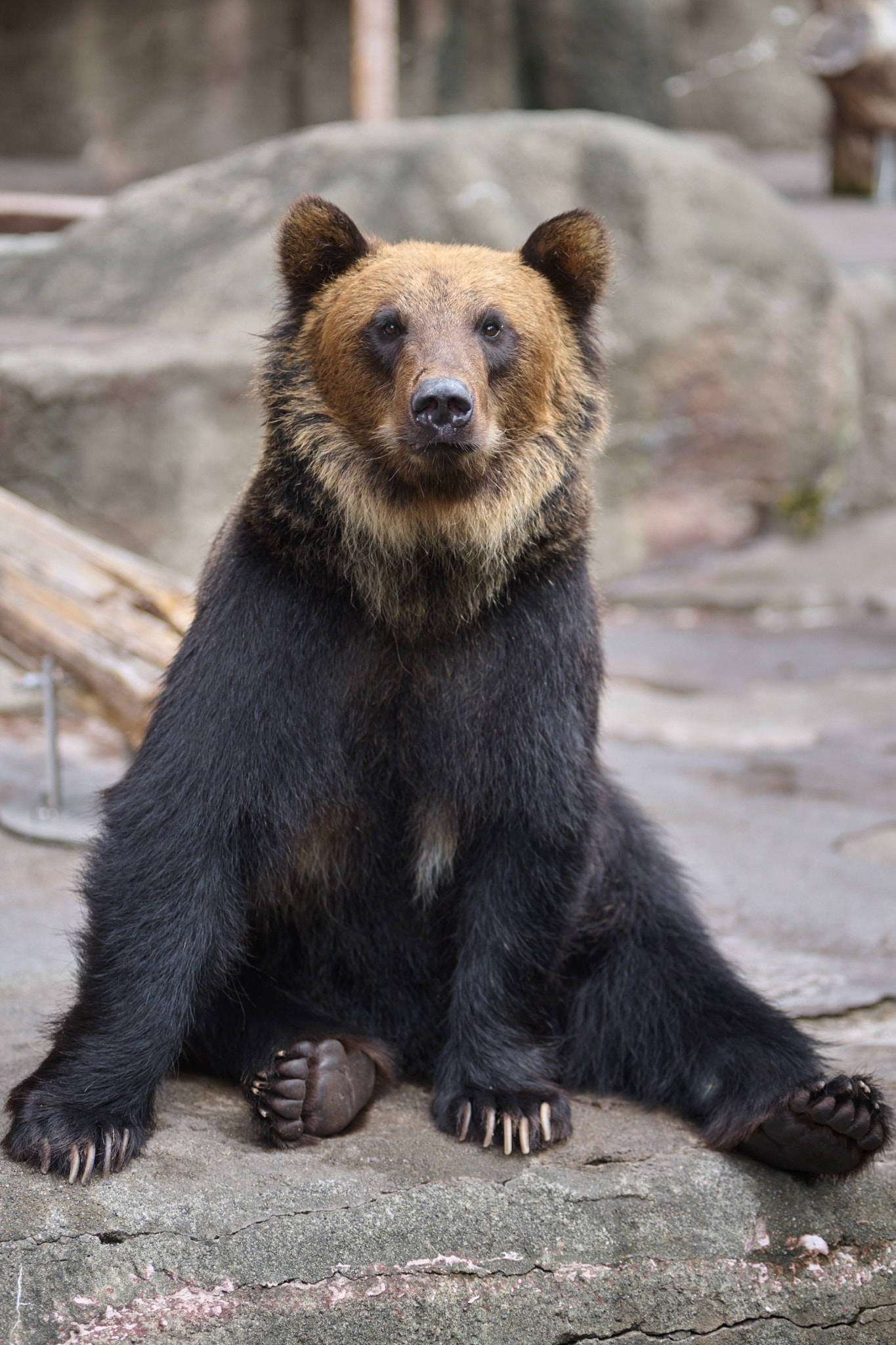 クマ。 Cuddly Animal Polarbear (S)｜SENGER Naturwelt – SENGER