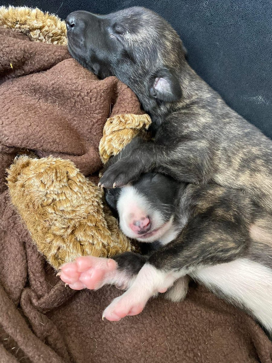 Water update ~ still no access to water. 💦💦 
Even Ribbon and Regalo say it’s ridiculous. 
Our emergency delivery was cancelled a few days ago due to it being needed elsewhere. 
We are having to be so careful but we remain positive for now. Hopefully we will get a lorry today!