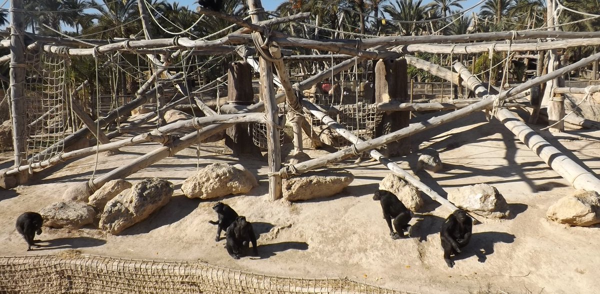 nautilusmar's tweet image. La herida del olvido. Como a pesar de nuestra semejanza y camino evolutivo, borramos nuestro reflejo en ellos y su dolor en cautividad.
@JoserraBecerra @TafallaMarta @RosaTristan @BrunaHusky @joaquinaraujo @JorgeRiechmann @jorgeextramiana @DeanFederacion 
pressenza.com/es/2025/10/la-…